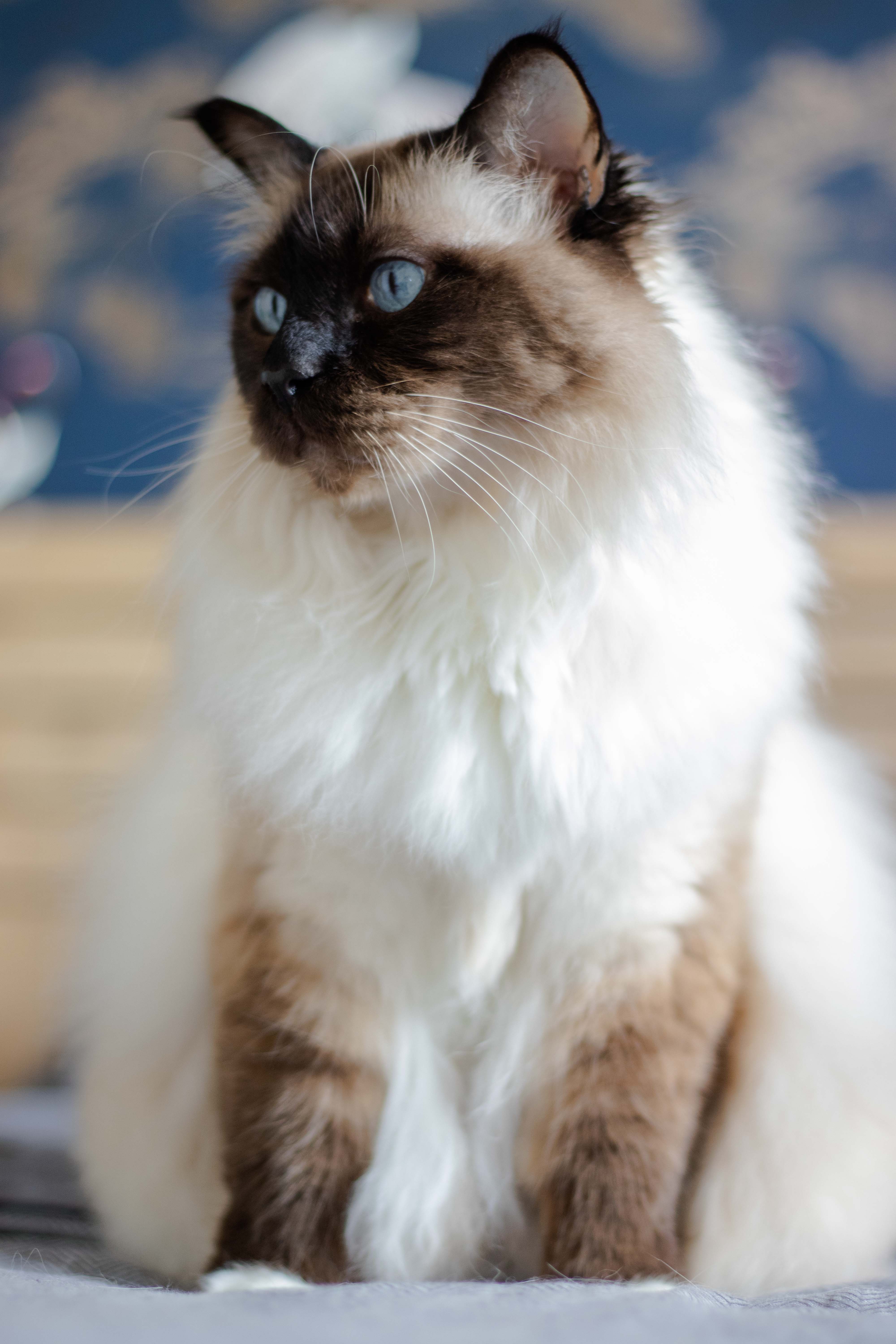 Photo d'un chat de birmanie assis avec la tête tournée à gauche